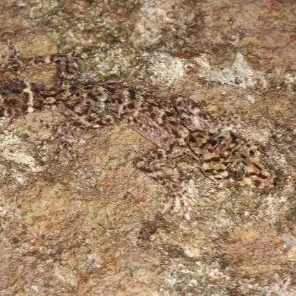 Make a Scawfell Island Leaf-Tailed Gecko Buddy