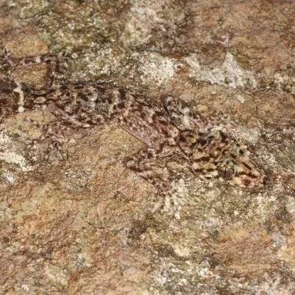 Make a Scawfell Island Leaf-Tailed Gecko Buddy