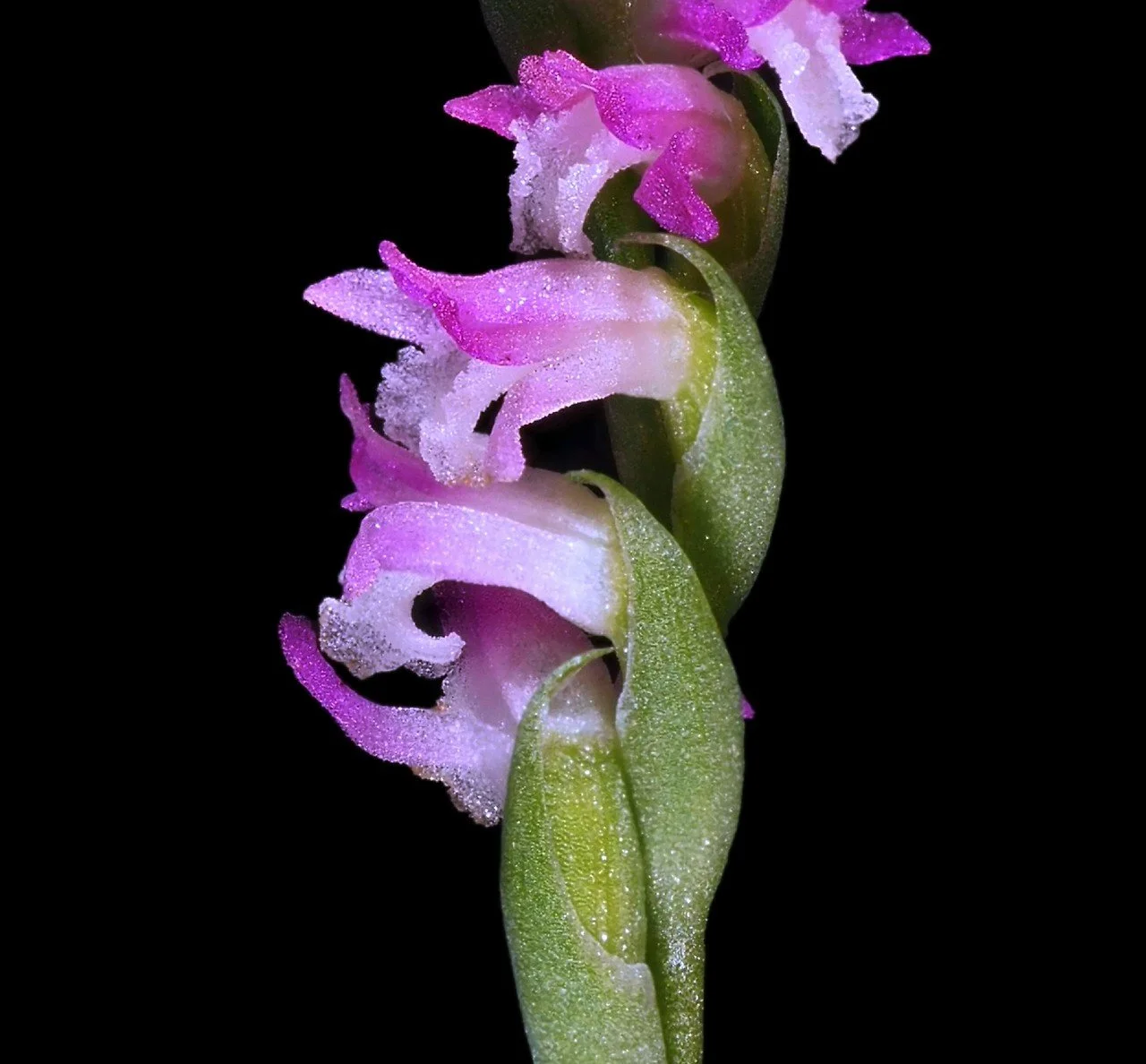 Draw Japanese Orchids With Python