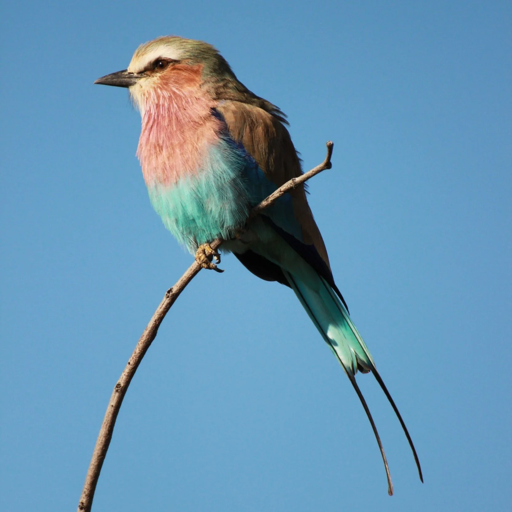 Go Bird Watching in the Okavango Delta
