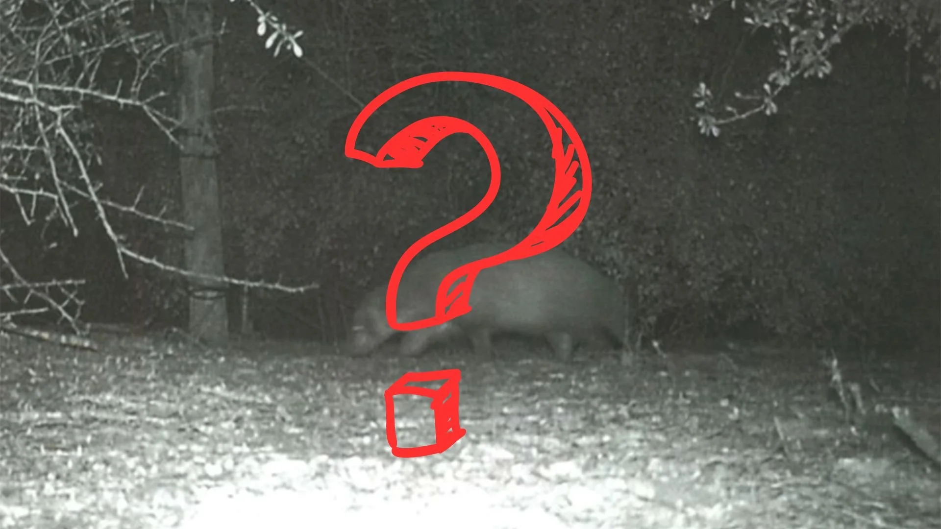 Solve the Scientific Mystery of the Texas Animal