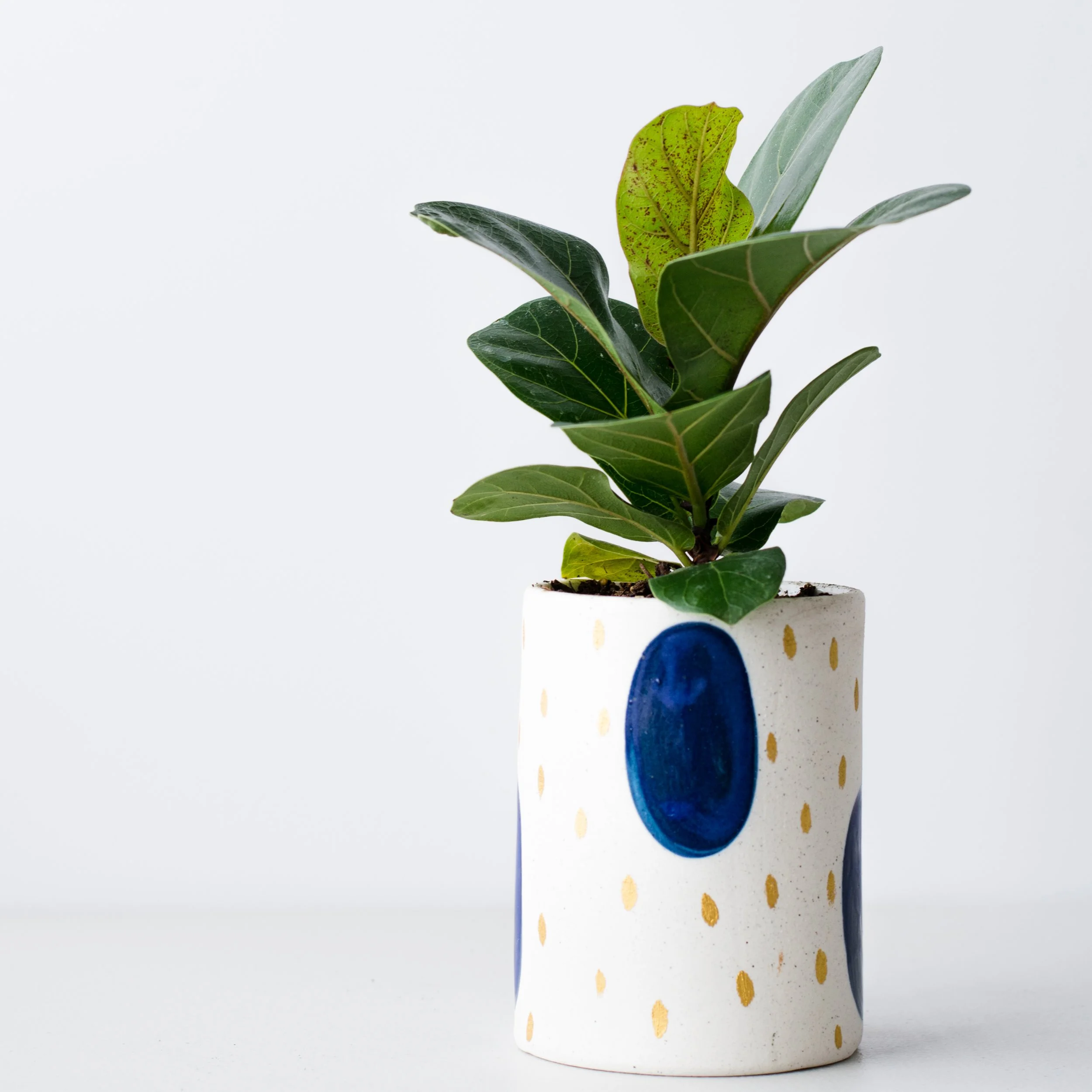 Listen For The Music Of Plants