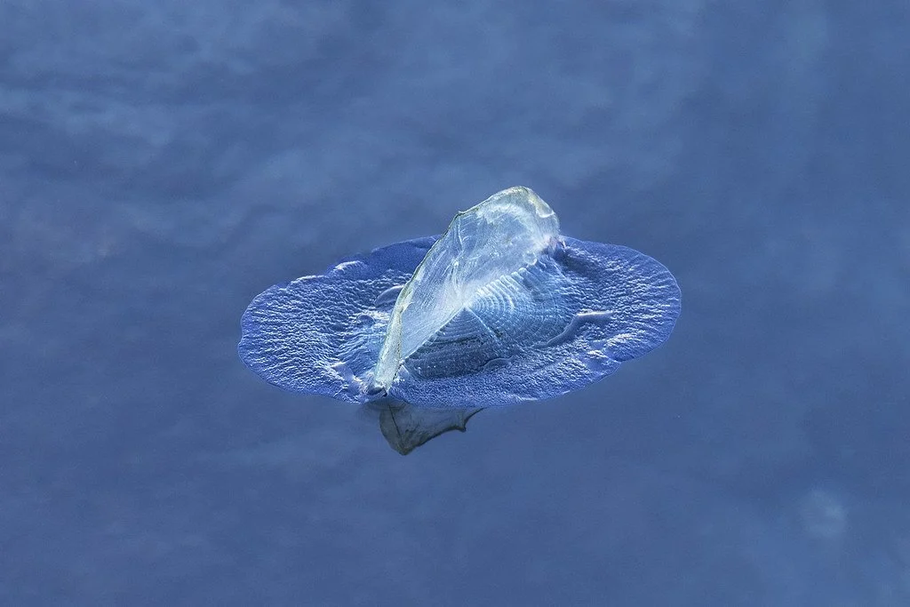 Make A Sea of Velella