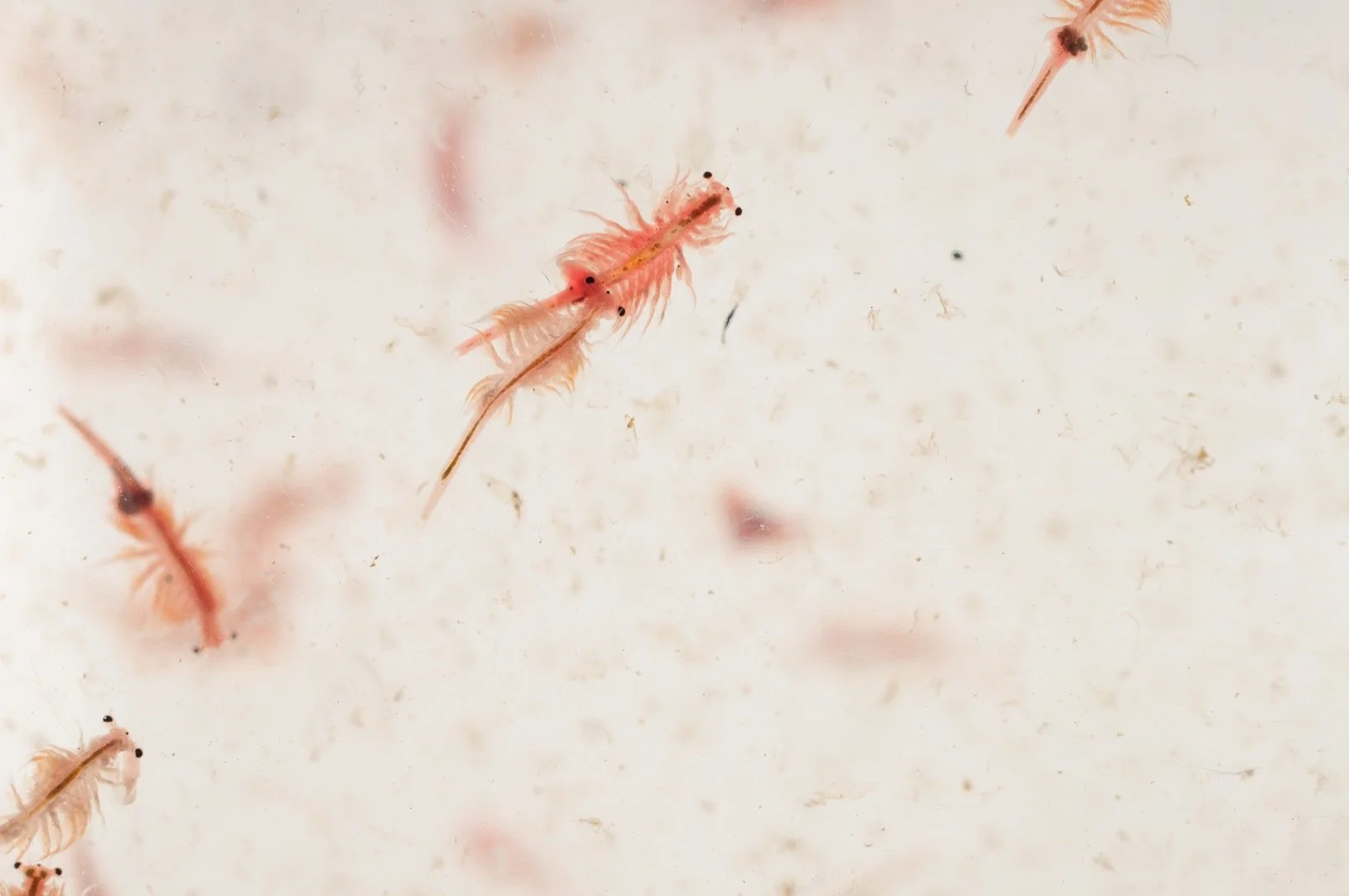 Adopt A Pet Sea Monkey