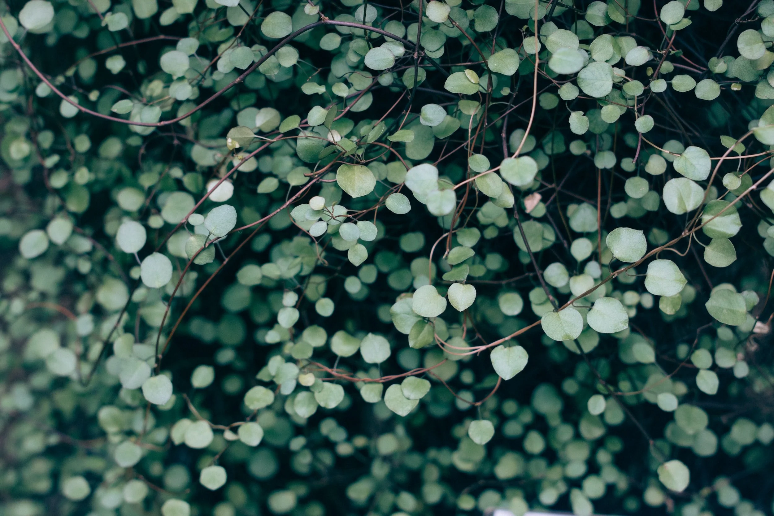 Invent A Communication Device For Plants