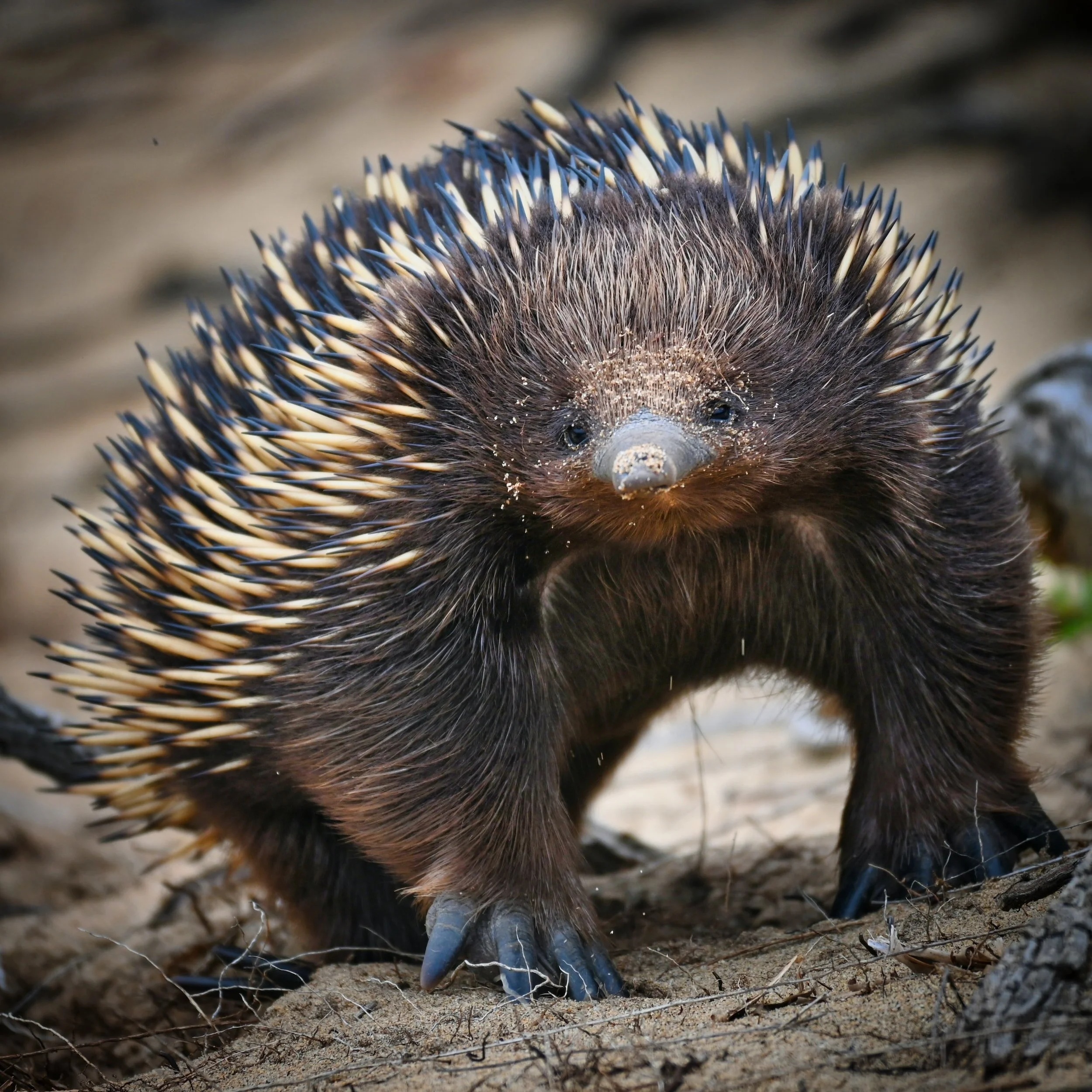 Make An Echidna Sculpture Like A Biologist