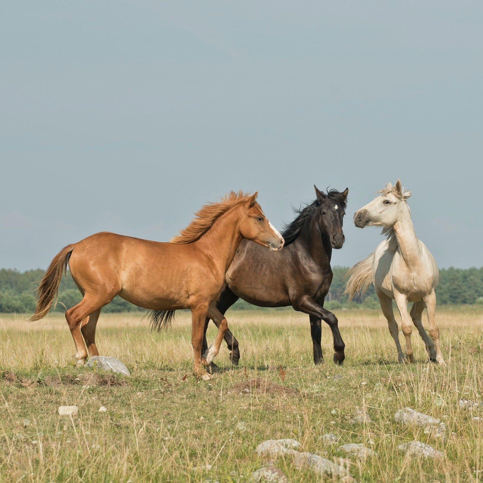Become A Horse Whisperer