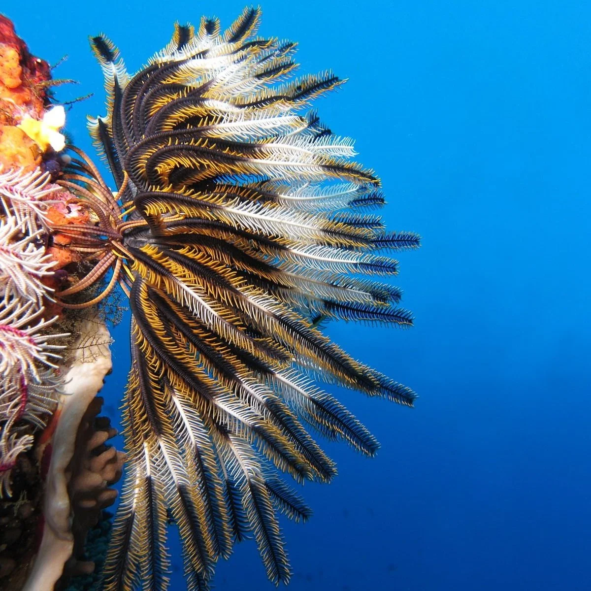 Make A New Imaginary Animal Discovery!