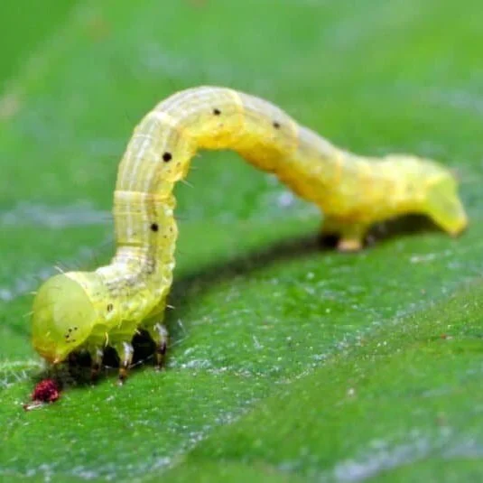 Make a Camoflauge Outfit For Your Pet Inchworm