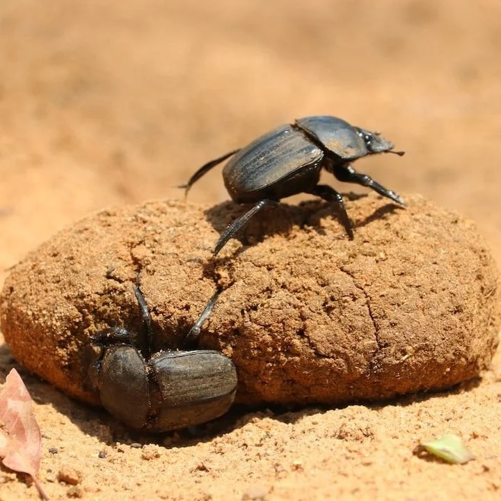 Creative STEM on MONDAYS - Theme: The Poop Musuem and All Other Wacky Museums