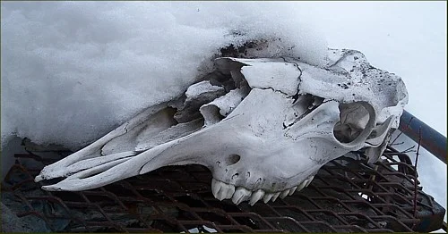 Moose skull. Wolf winter kill.