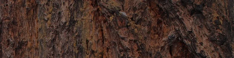 bark2.jpg