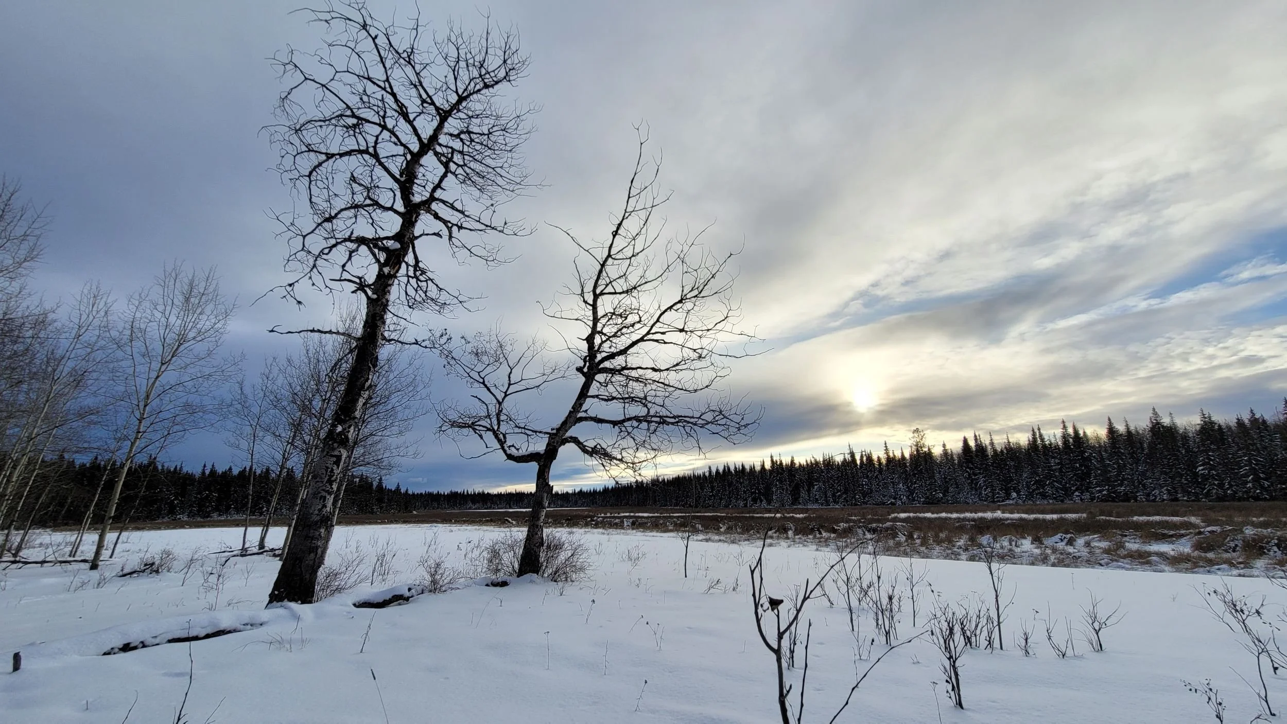 looking through aspen trees, through clouds,  at the sunset