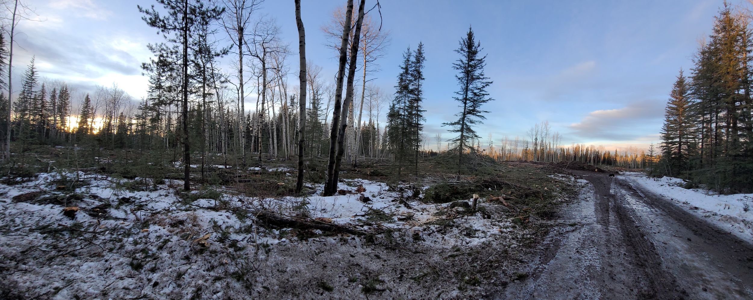 spindly aspen, spruce, fir and pine left behind.