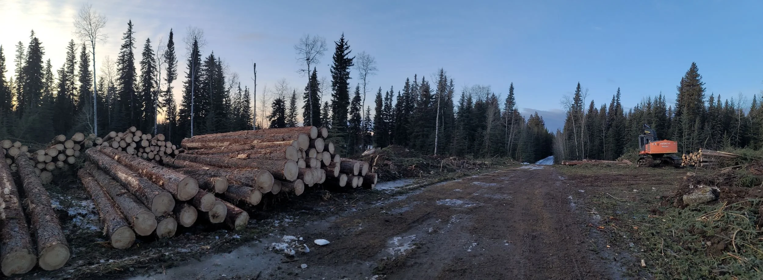 logs piled ready to load along our road