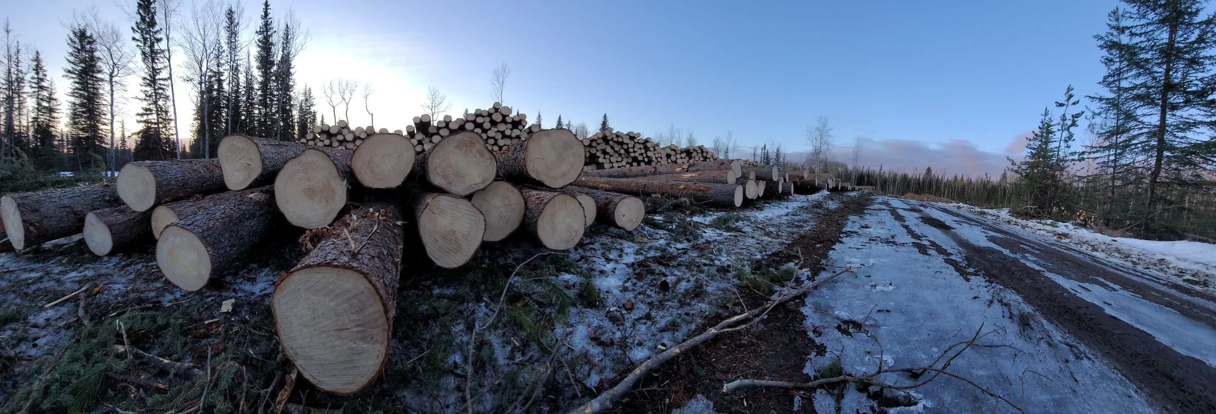 300 metres down our road from our cabin the logging begins. Ready to load on trucks
