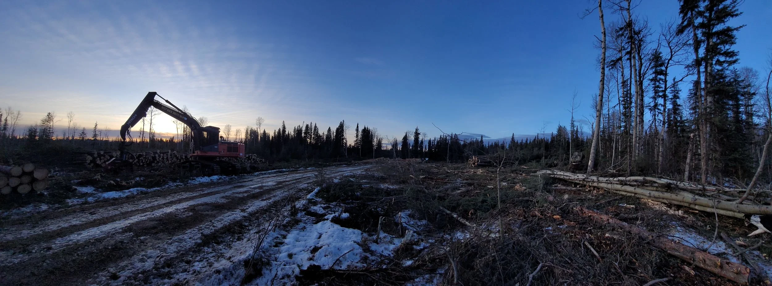 the forest and its inhabitants are gone