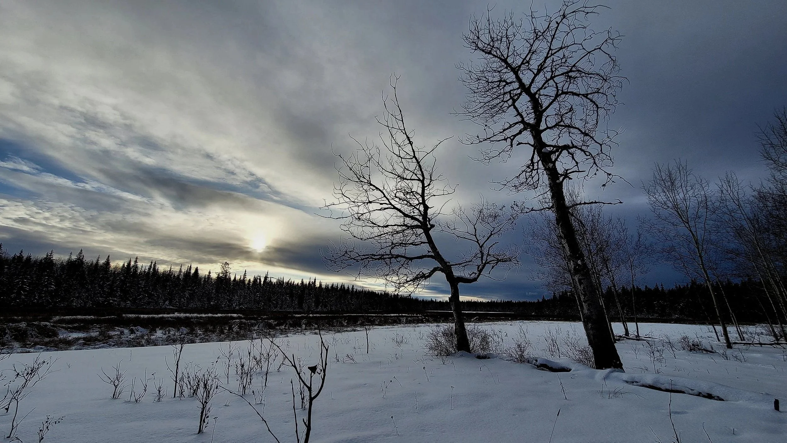 After 30 years the second last aspen from a grove has fallen. A new groove is coming