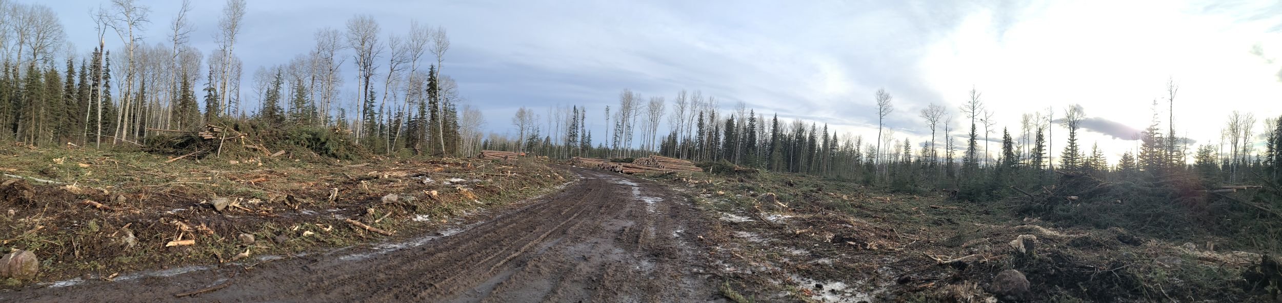 slash piles ready to be lit