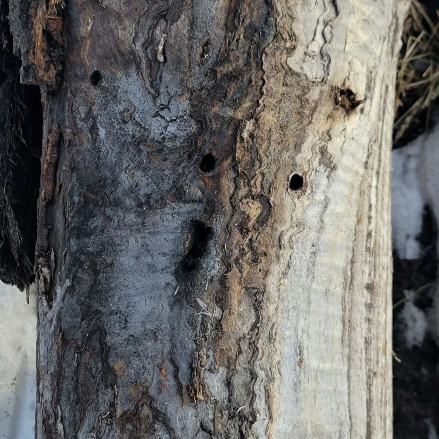old aspen. disintegrating bark, bug holes