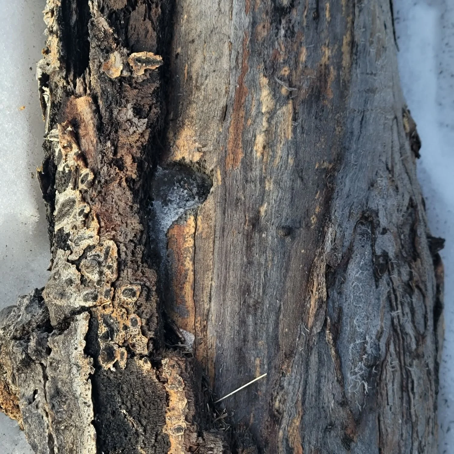 fallen bark baring the wood turning grey