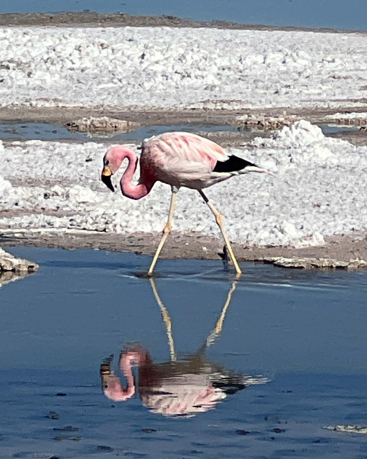 The irony of coming here to glimpse industry doing what industry does with blinders on and failing at that - instead finding mostly the most miraculous creatures and mineral agglomerations continuing to rearrange themselves in spite of all gashing pi