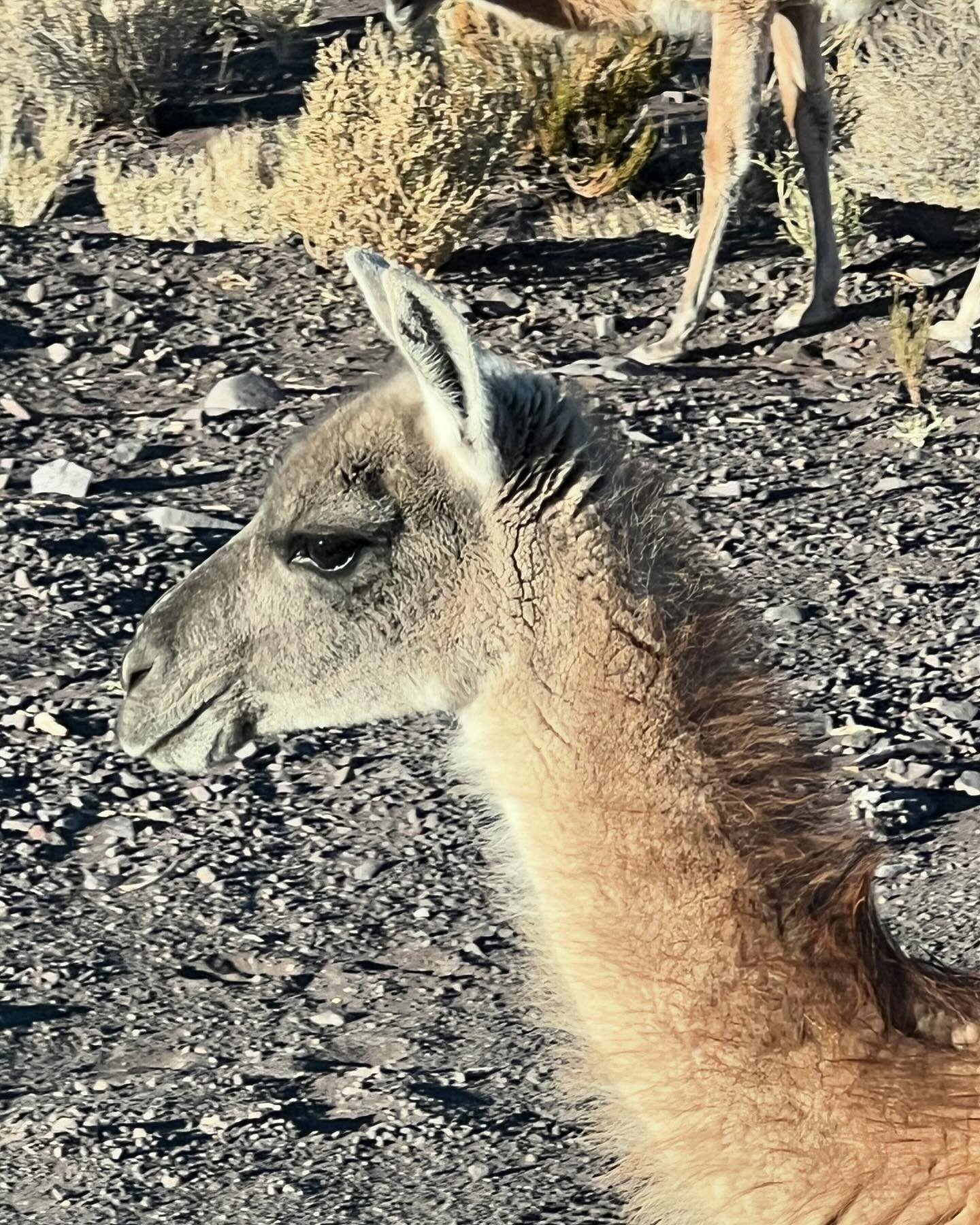 It&rsquo;s going to take some time to settle the mind to some faulty yoke of memory of these otherworldly guanacos, cactus ceilings and gates, mining donkeys left for dead in the desert surviving amidst the suns come down to earth in the form of plas