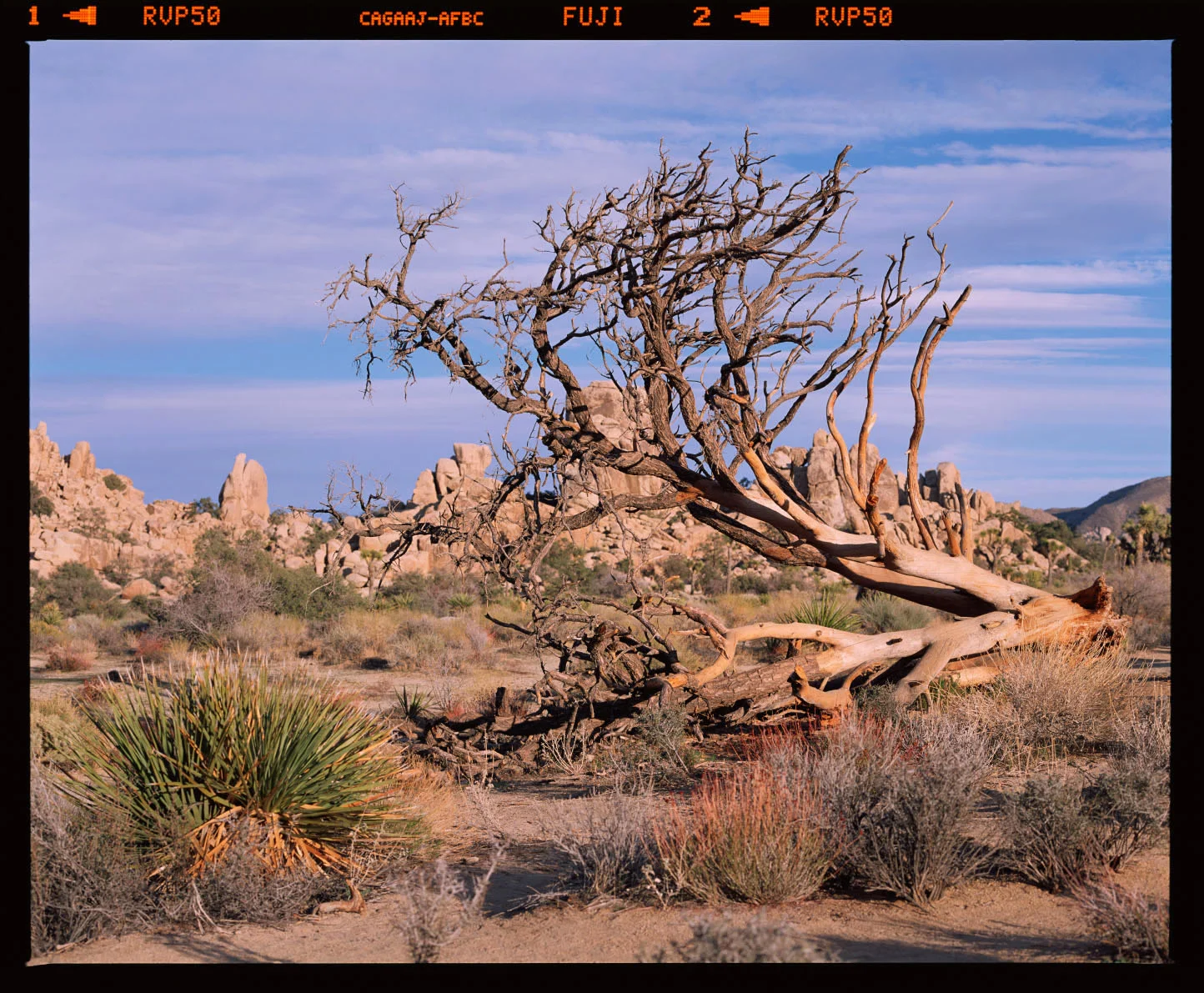 Uncorrected Raw Scan - No Profile Applied