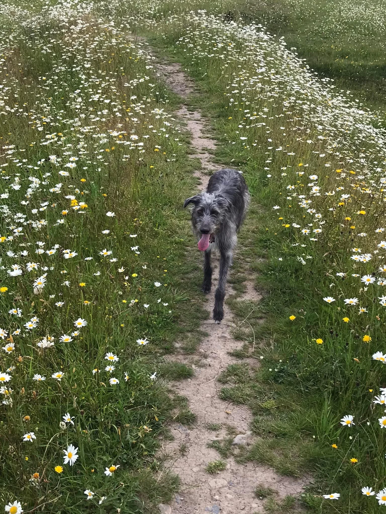 Dog walking across Cardiff with Outward Bound Dog Services