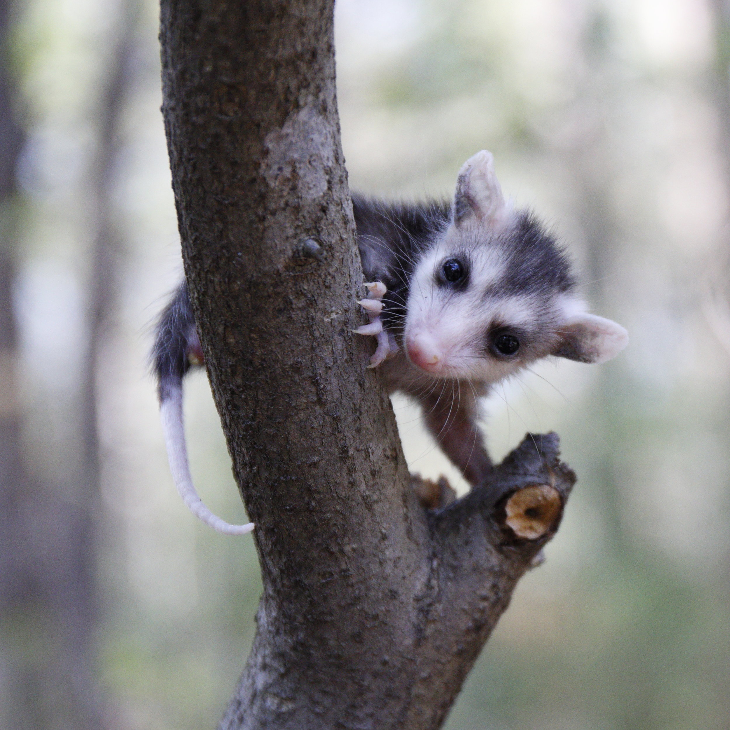 Virginia Opossum (Didelphis virginiana)
