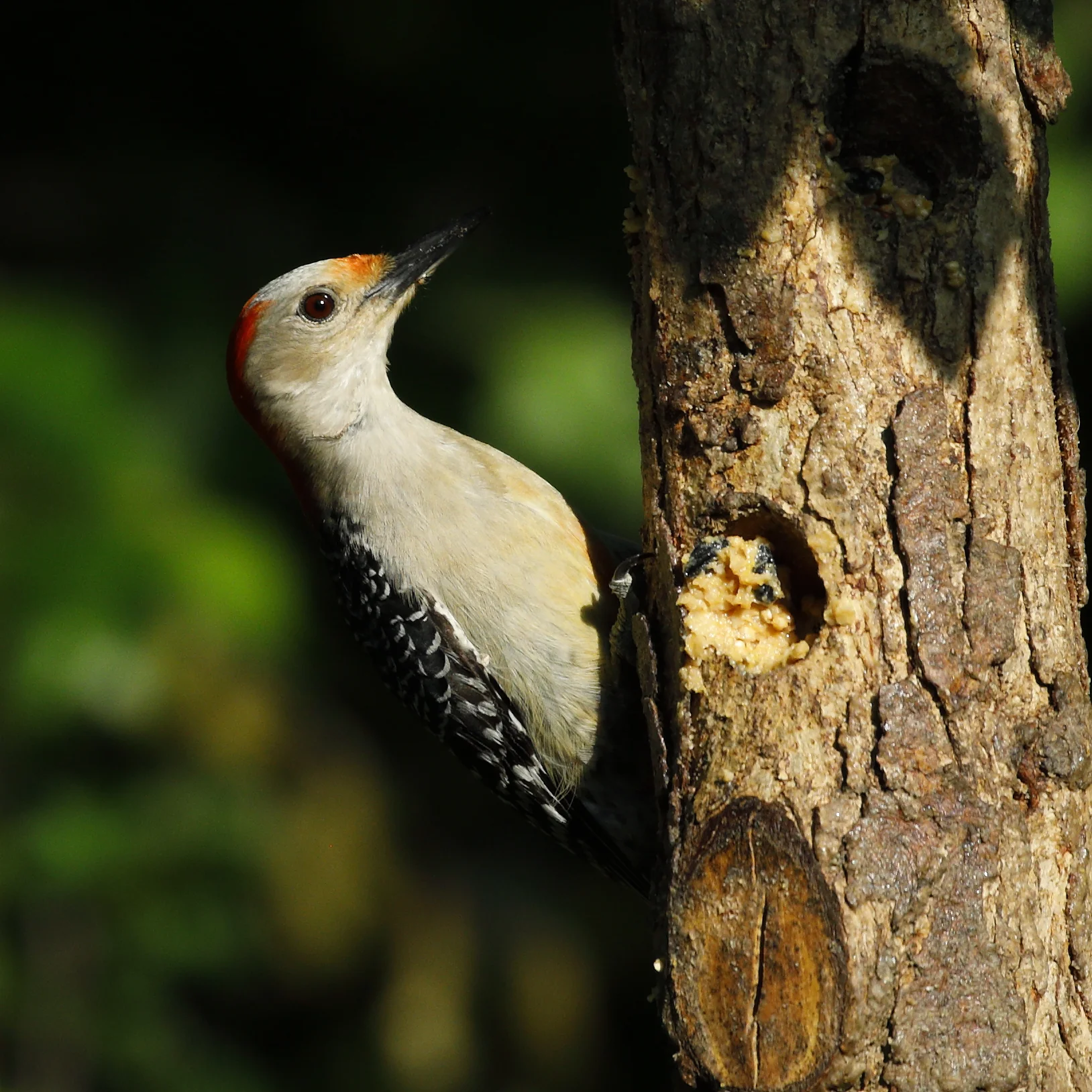 Red-bellied Woodpecker