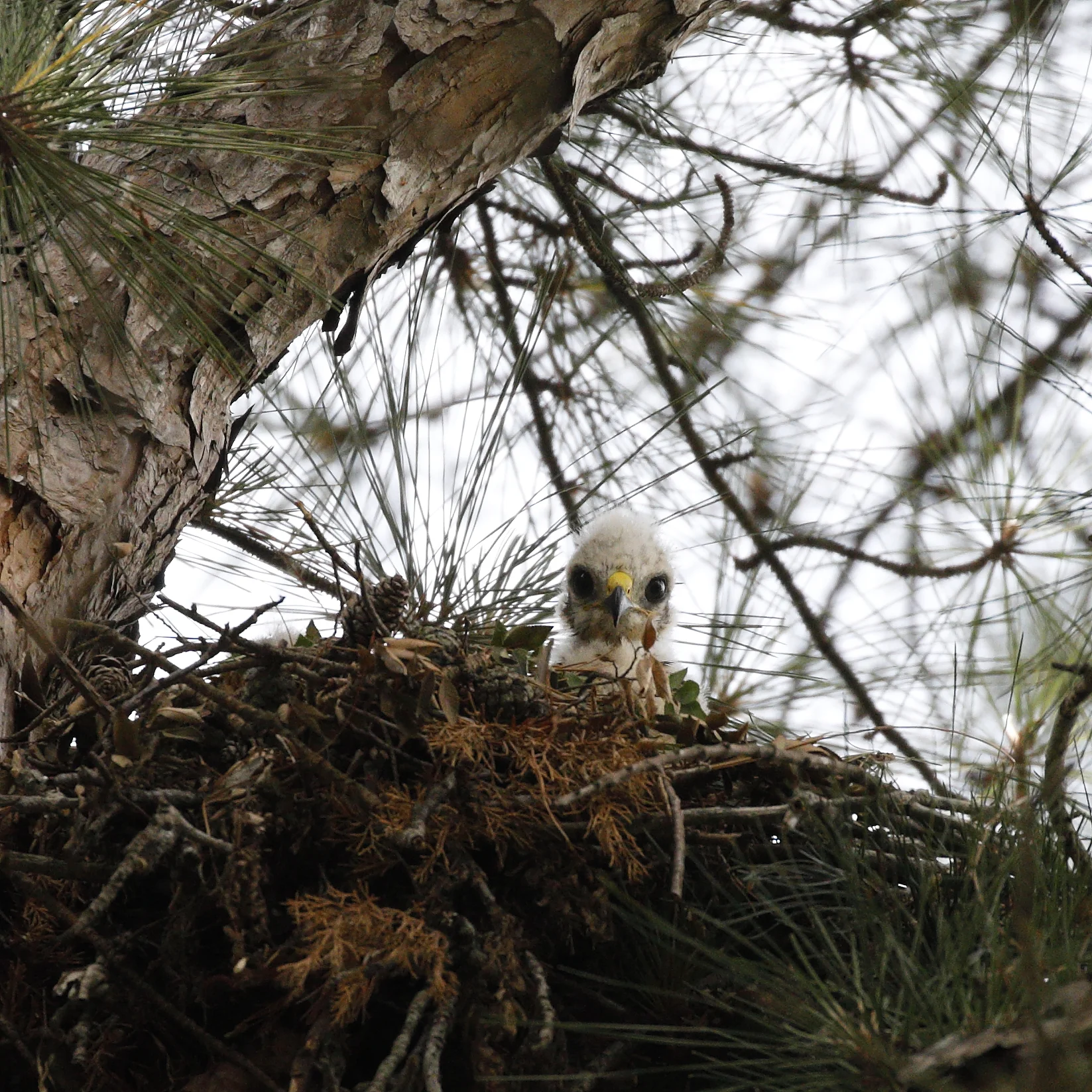 Red Shouldered Hawk Nestling