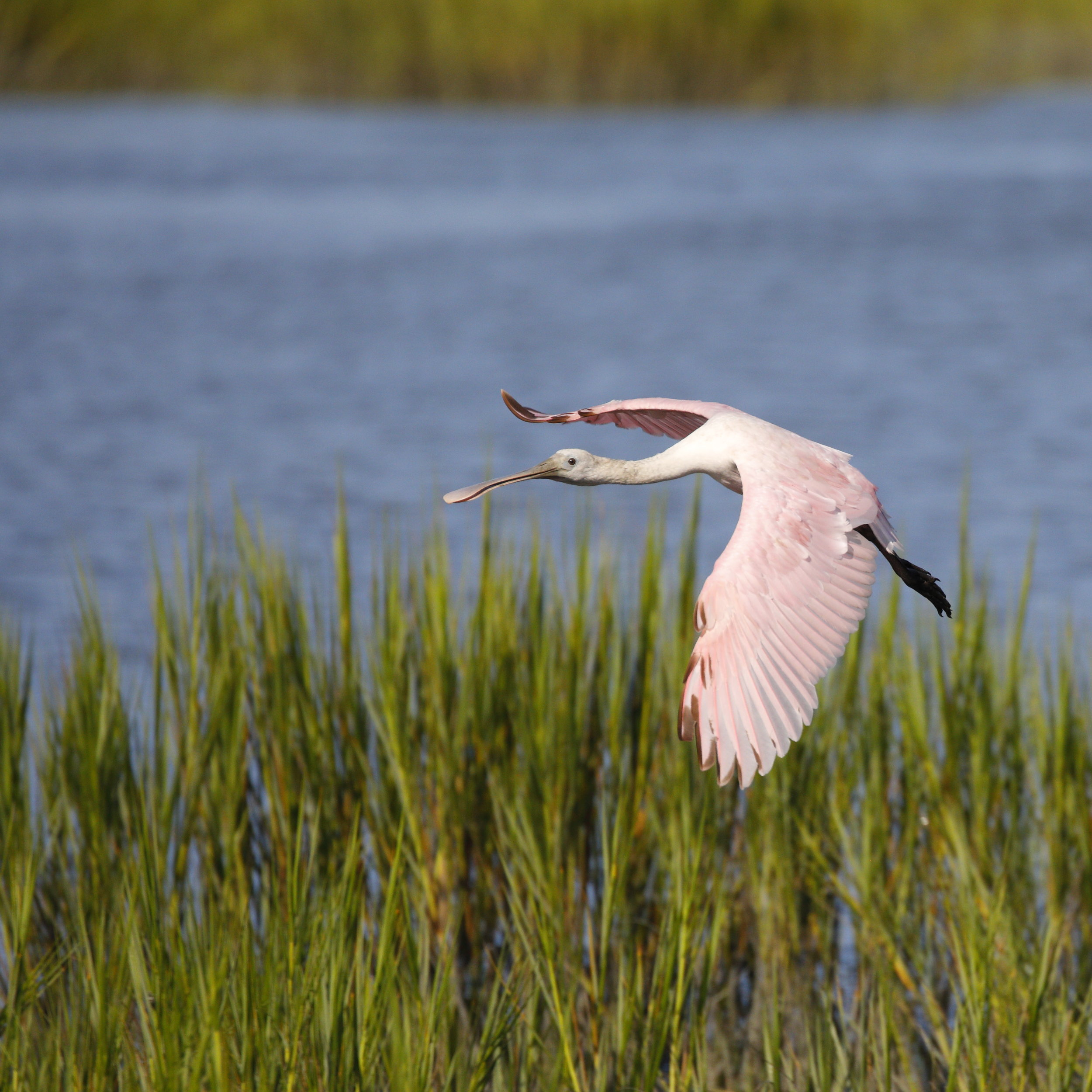 Spoonbill