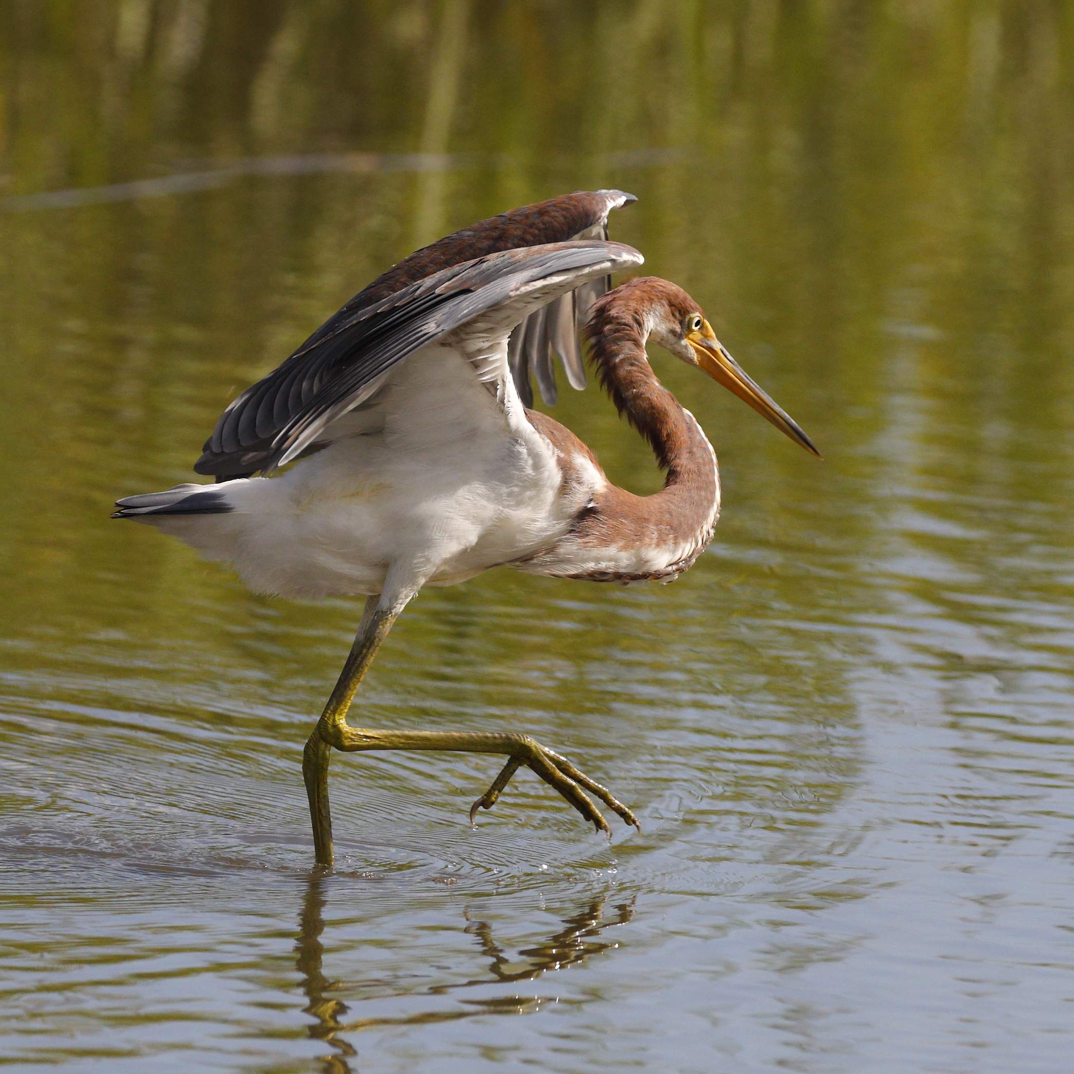 Tricolored Heron