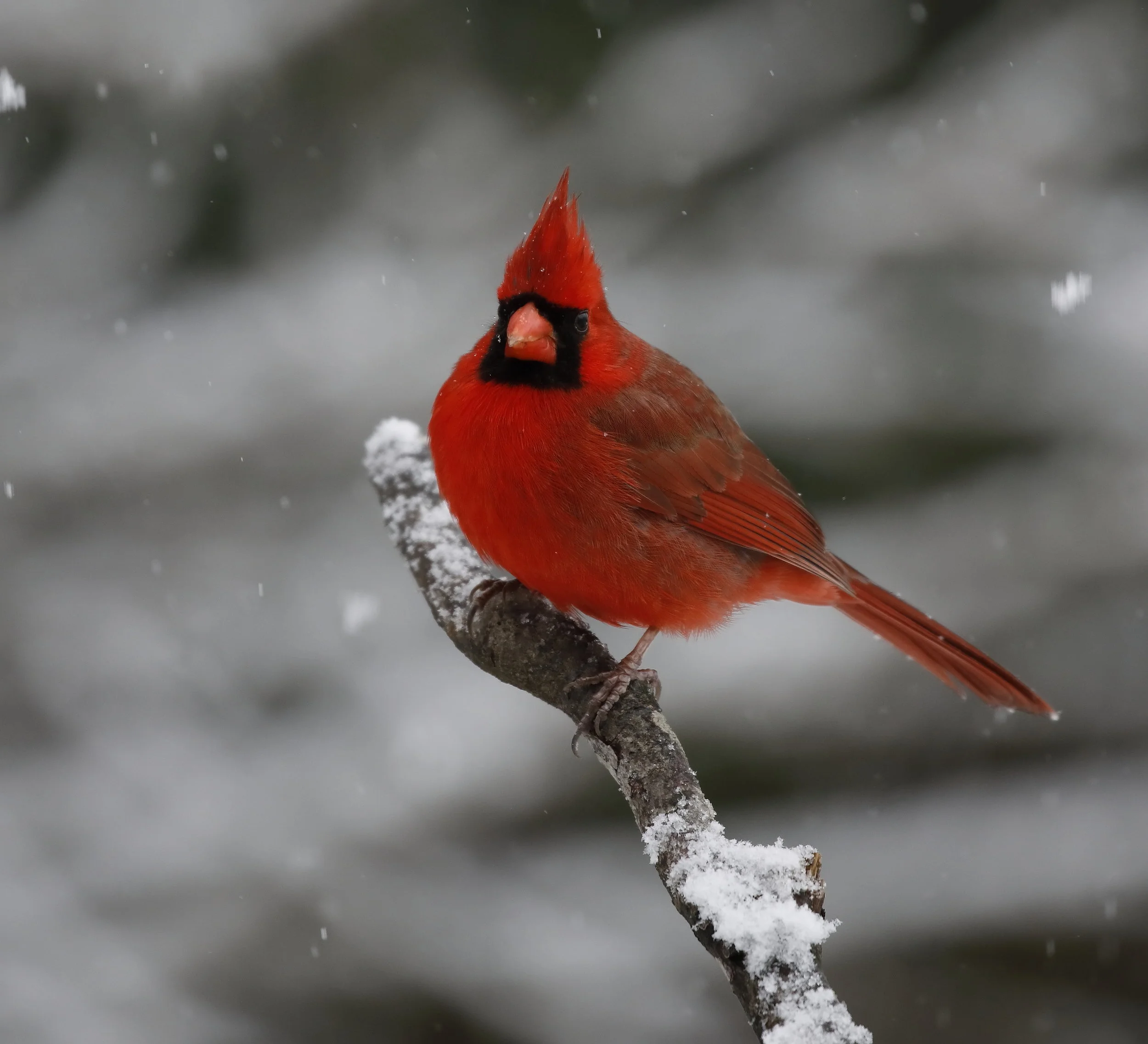 Northern Cardinal (Male)