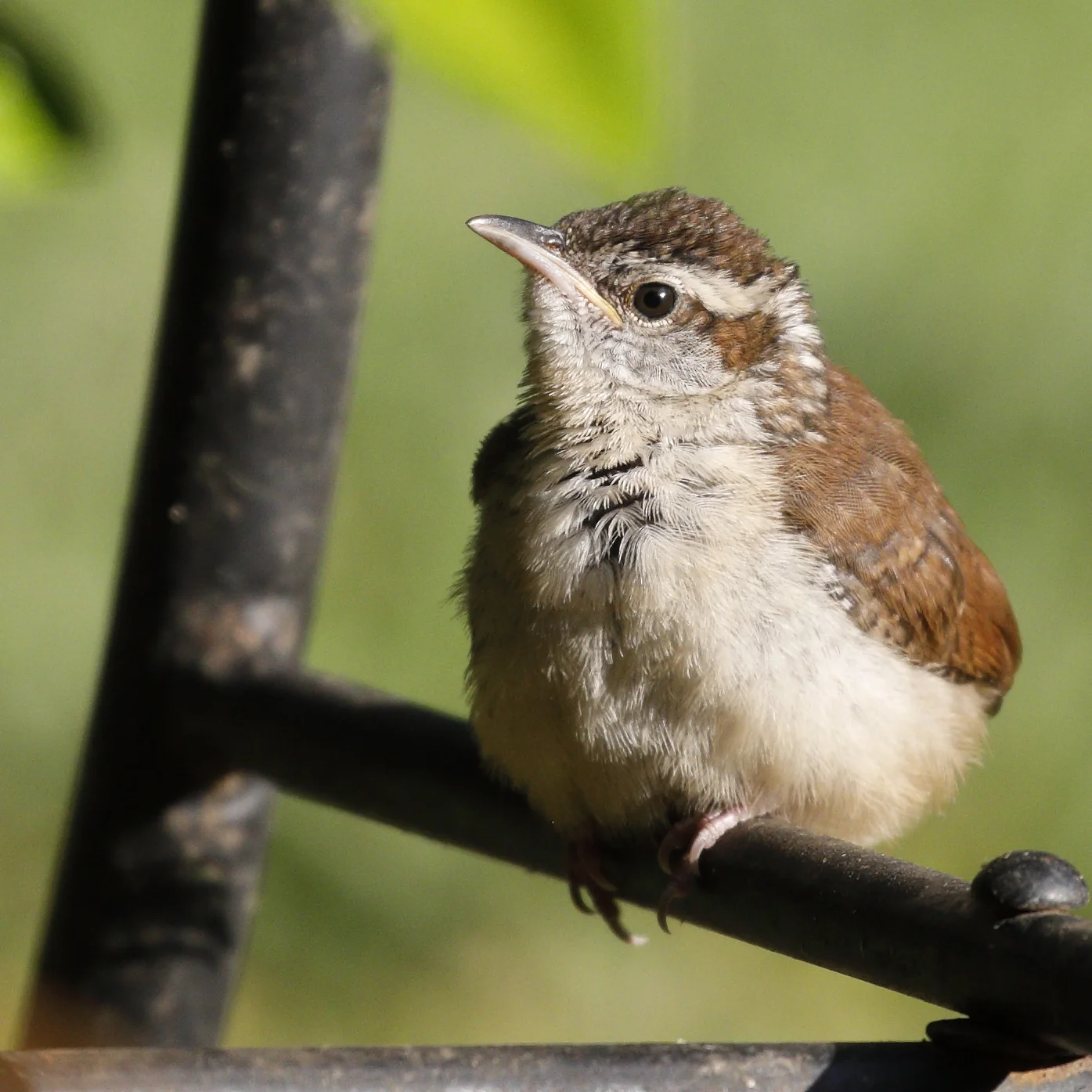 Carolina Wren (Fledgling)