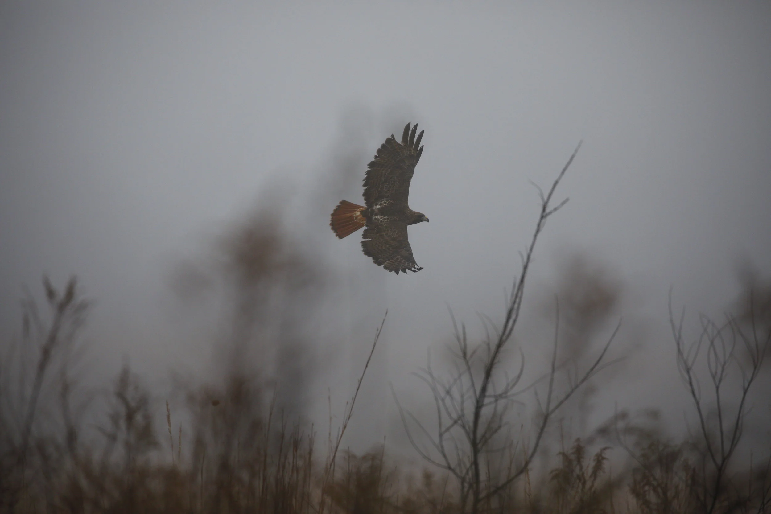 redtailinthickfog.JPG