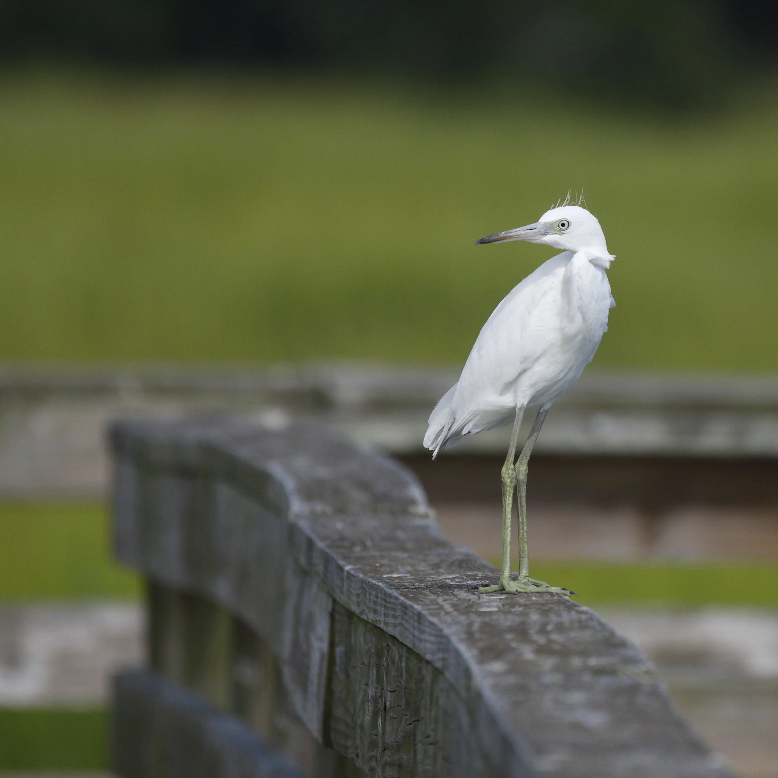 Little Blue Heron (Juvenile)