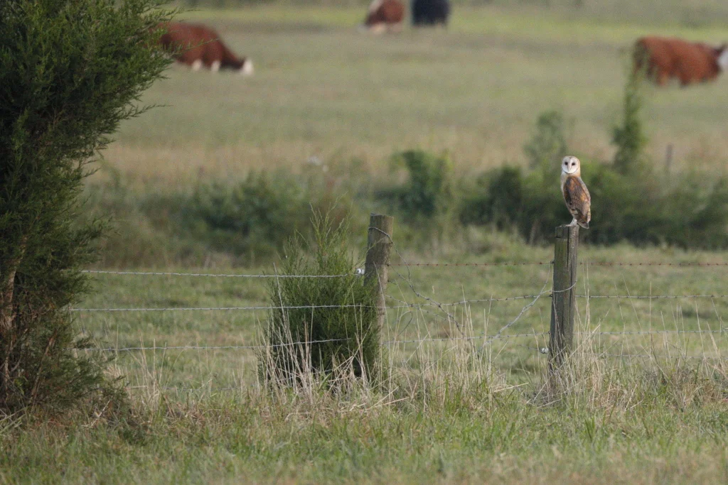 Deborah_Roy_Barn_owl_onfence.JPG