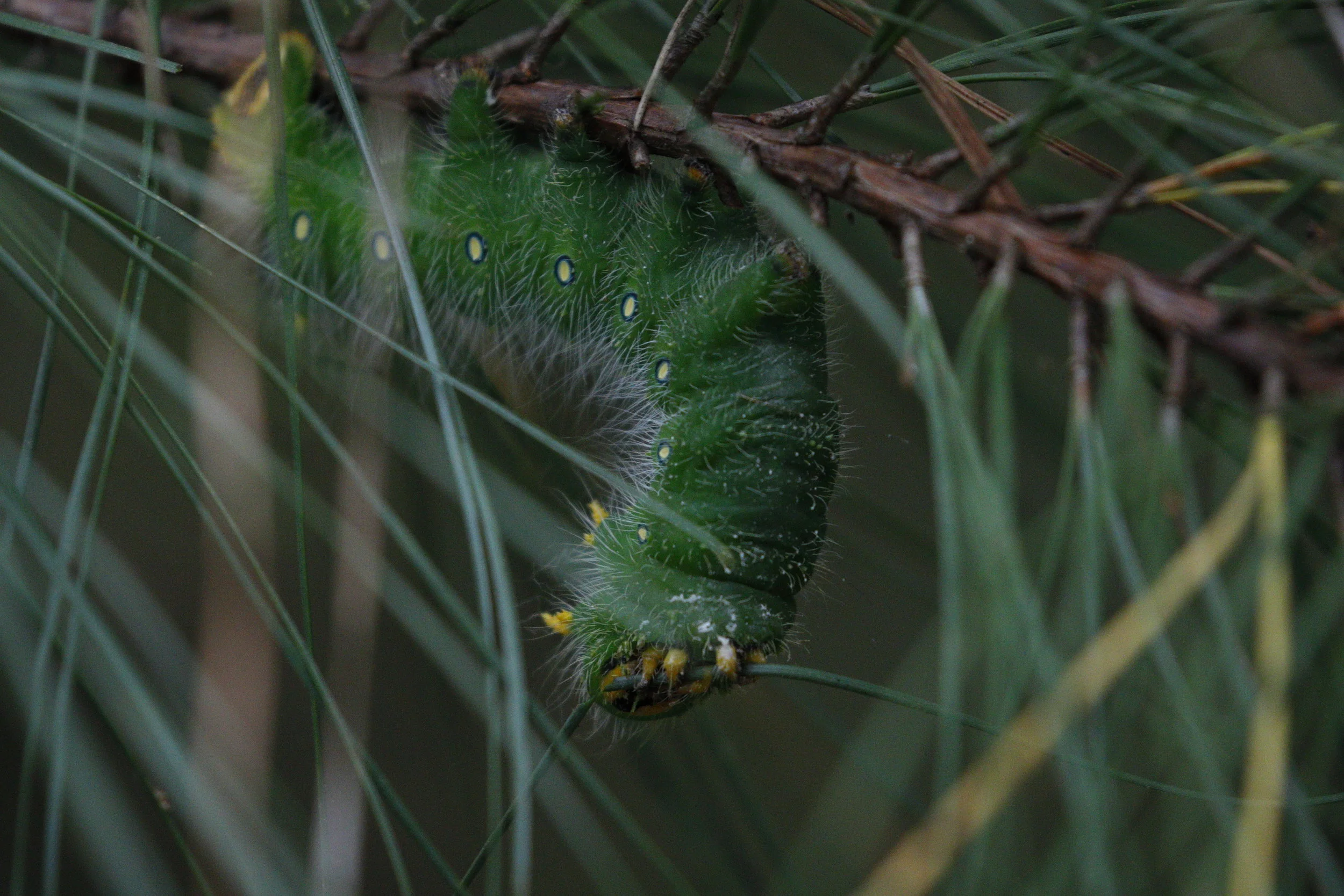 Imperial Moth Caterpillar (Eacles Imperialis)