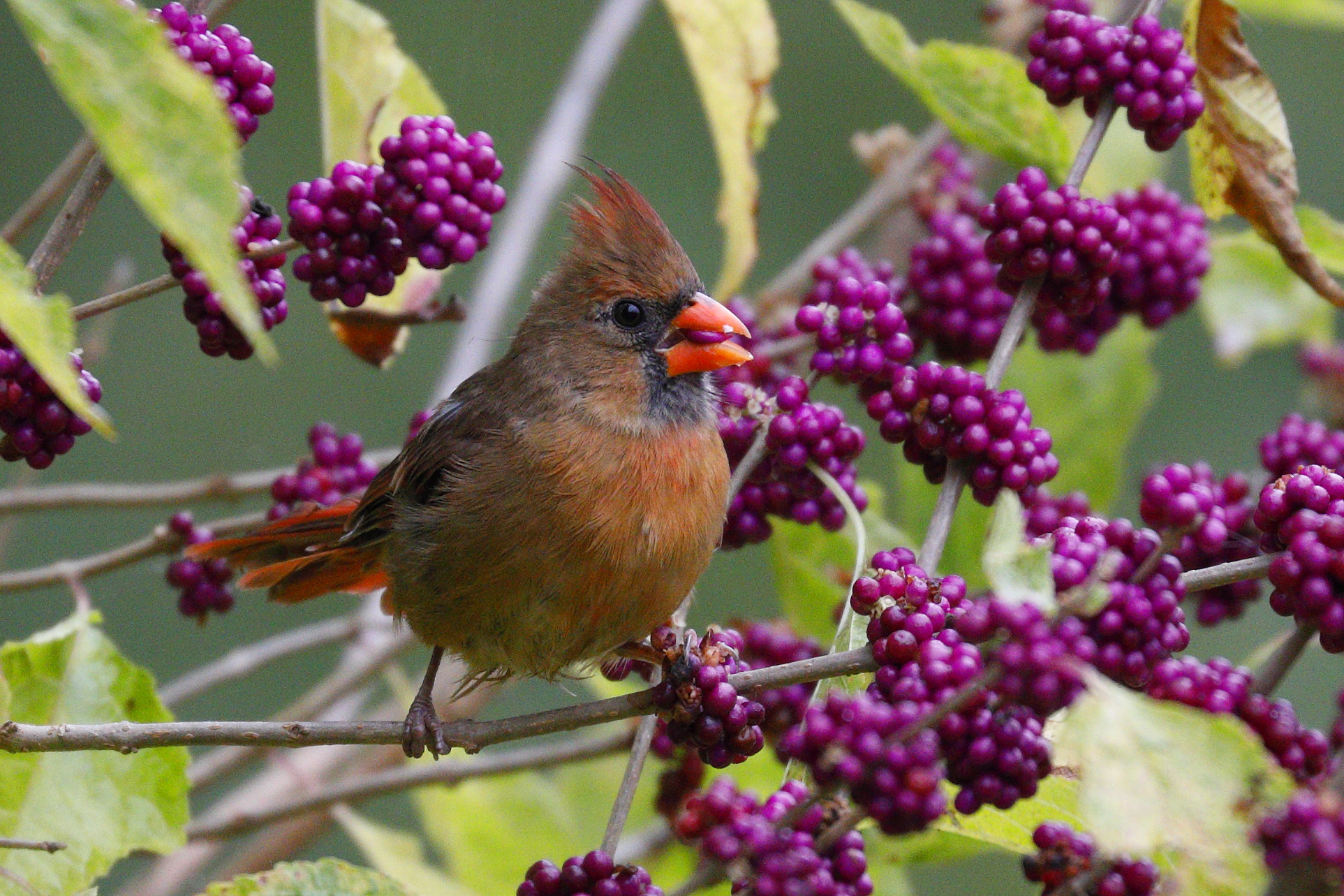 Northern Cardinal (female) eating Beauty Berries
