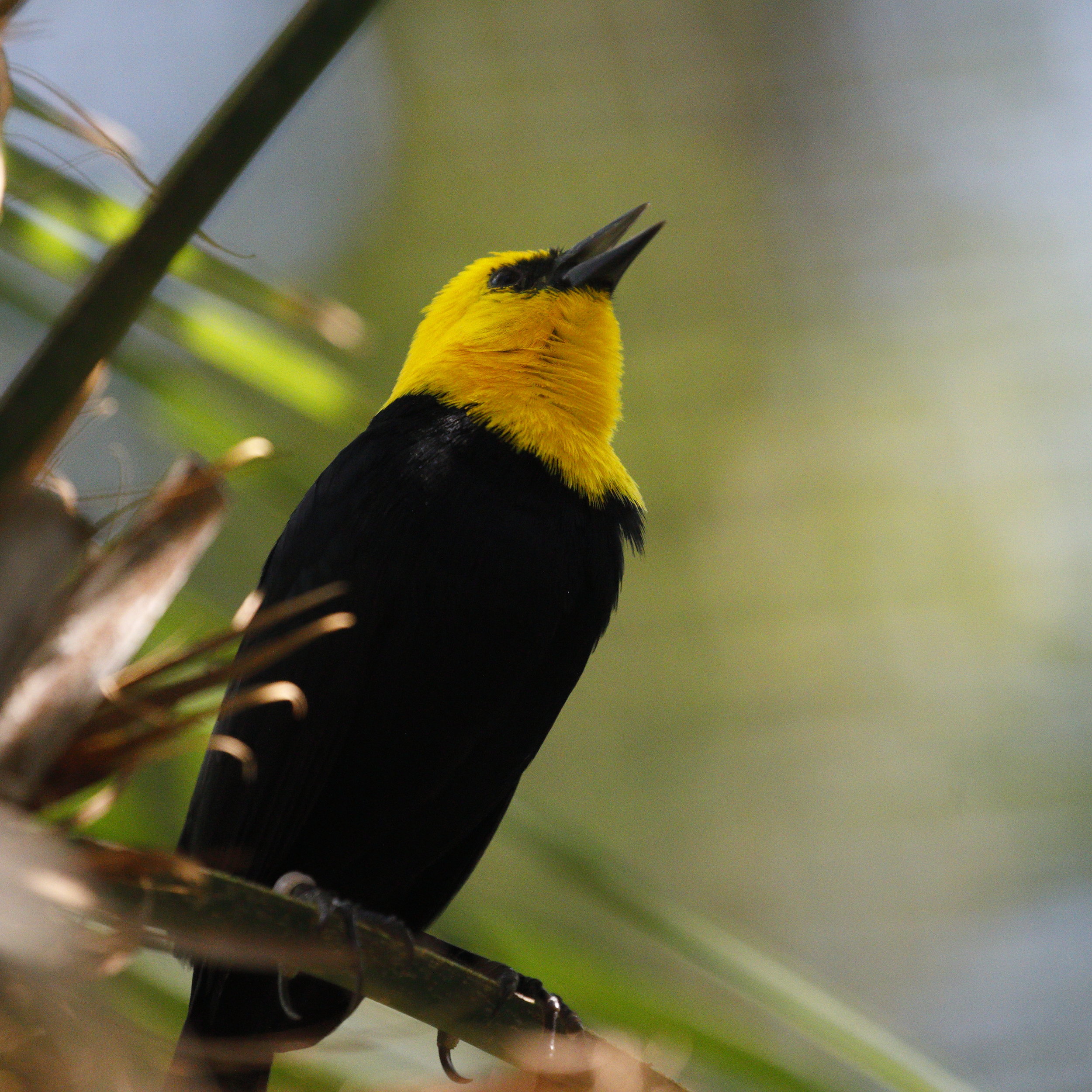 yellow hooded blackbird.JPG
