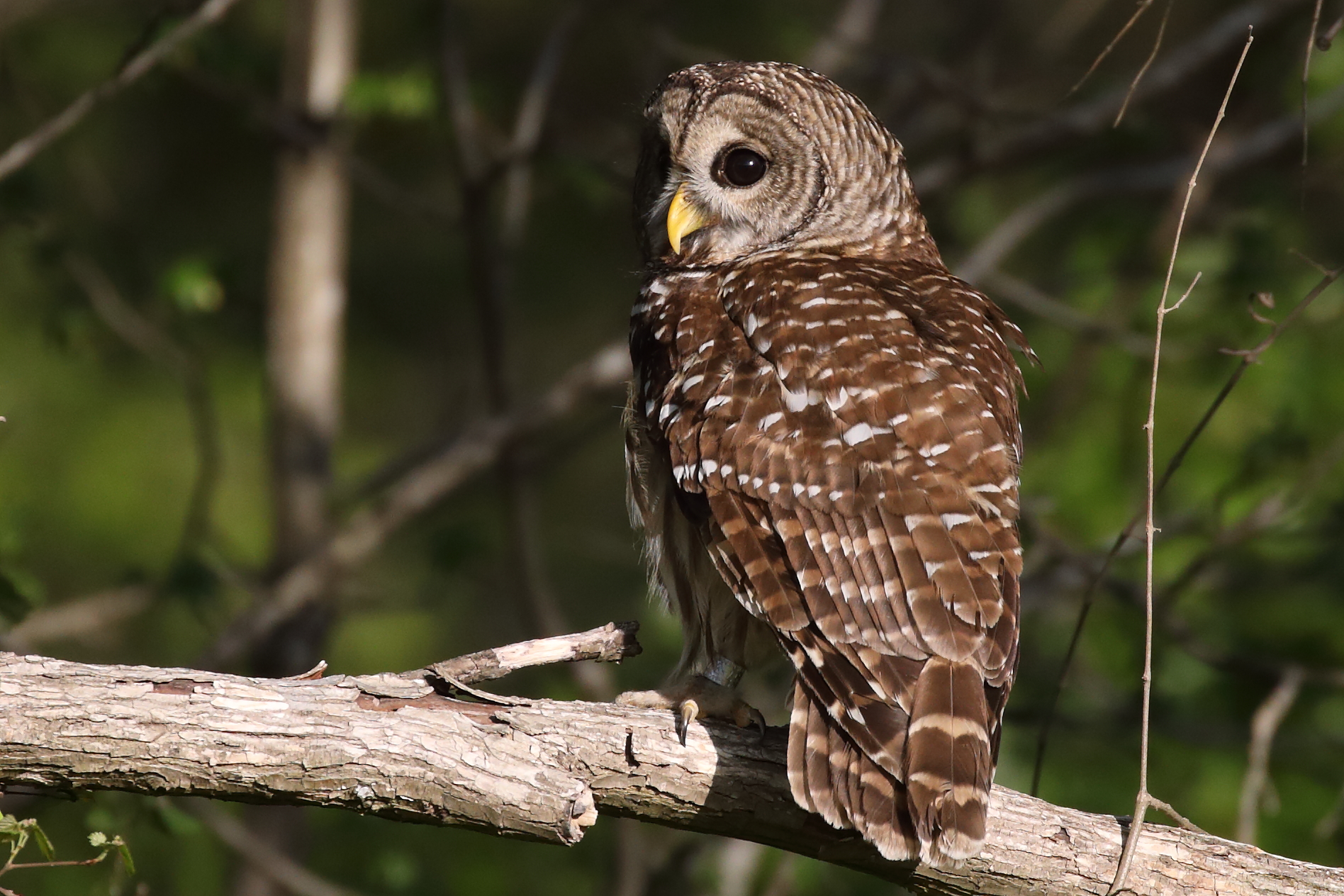 barredowlrelease_041818_13.JPG