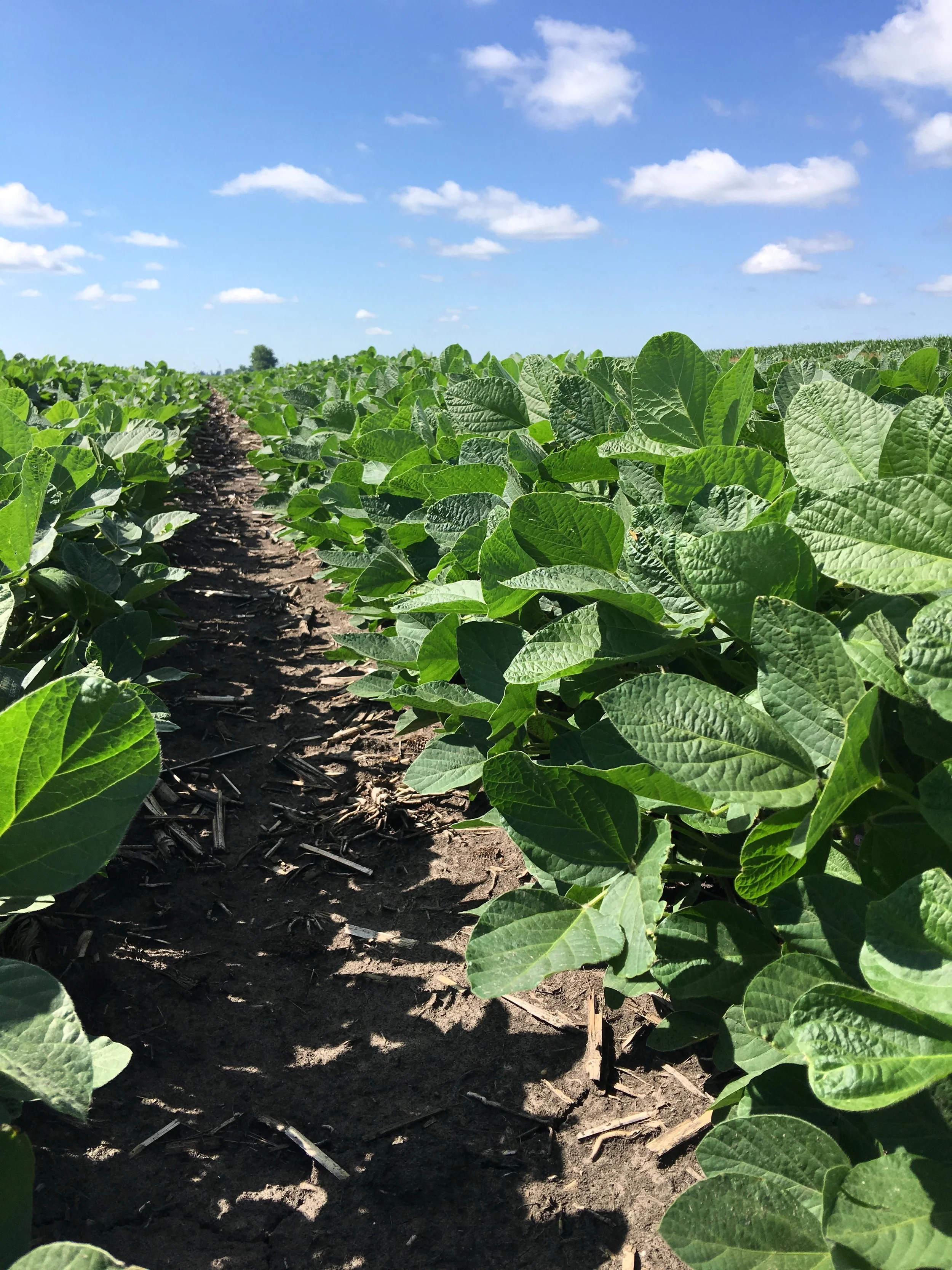 Larson Farms Youtube 60 - qwltm57