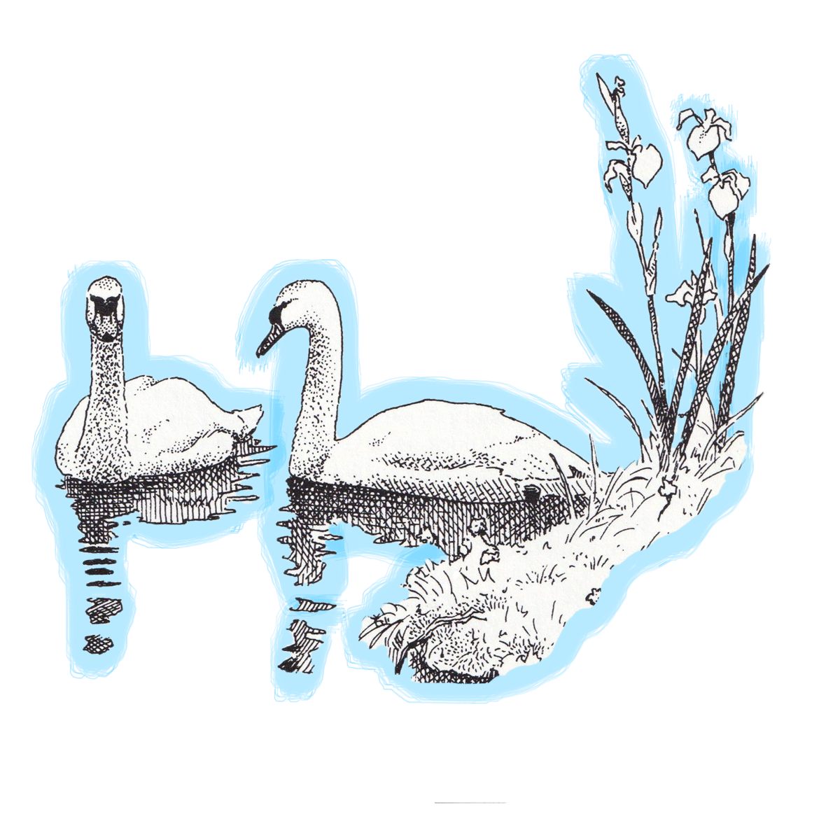 ABOUT CYGNETS WAY
