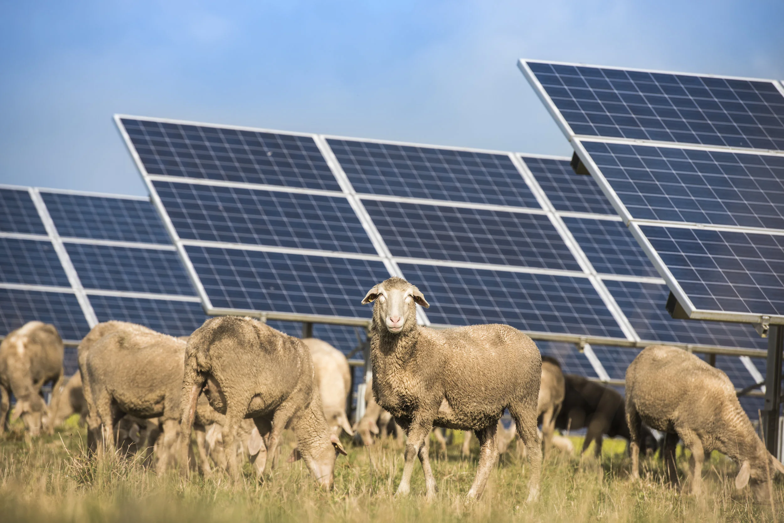Solar-panels-with-sheep-637341558_6016x4016.jpeg