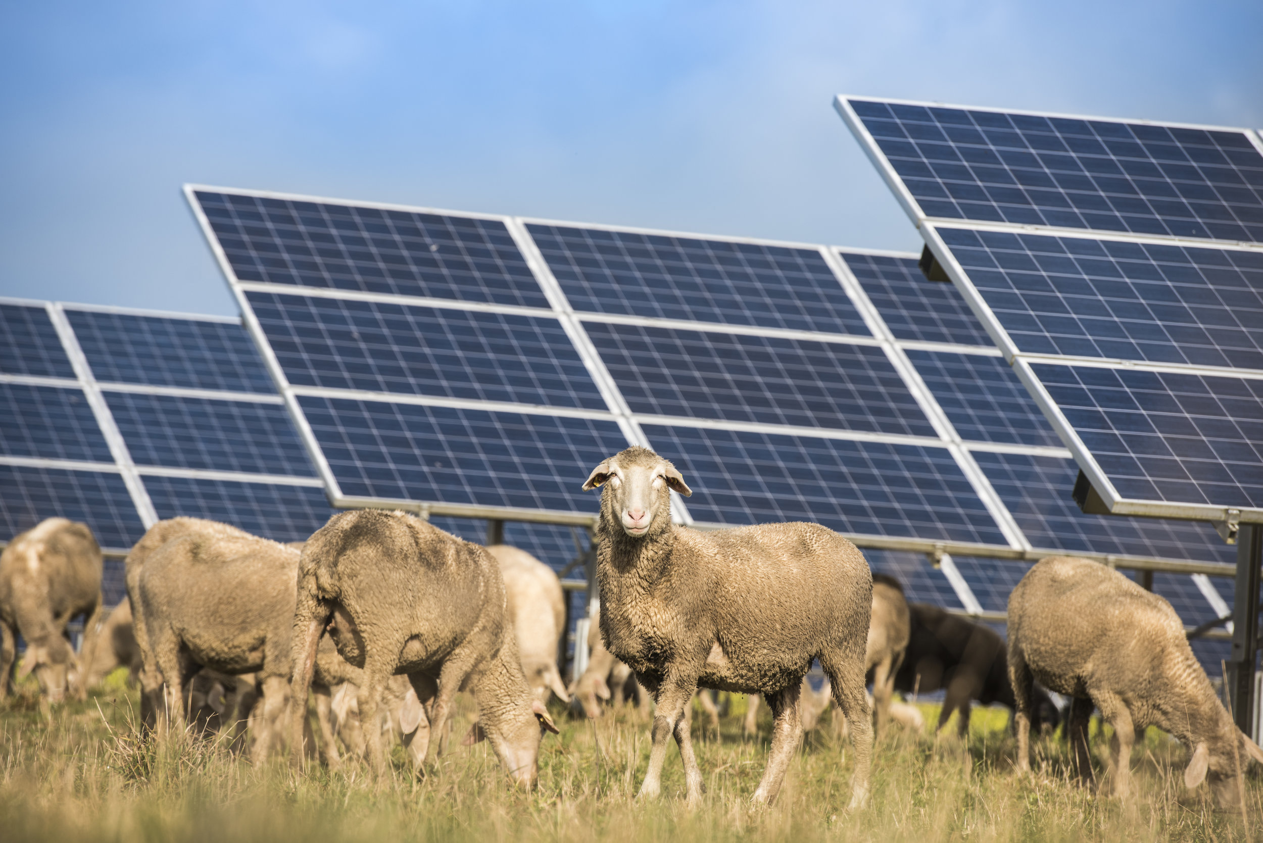 Solar-panels-with-sheep-637341558_6016x4016.jpeg