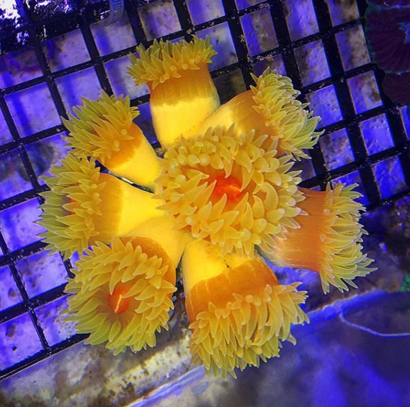 dendrophyllia