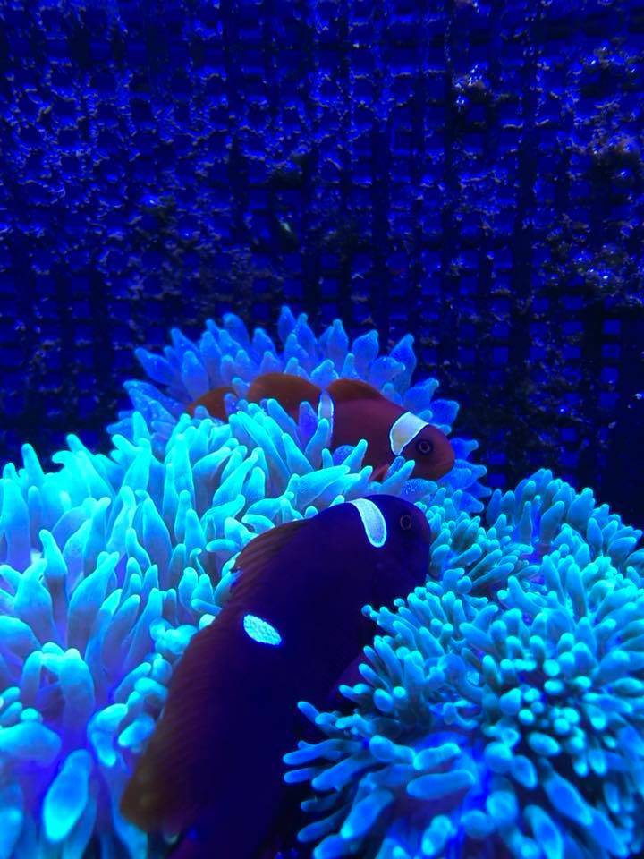 yellow striped maroon clowns in anemones