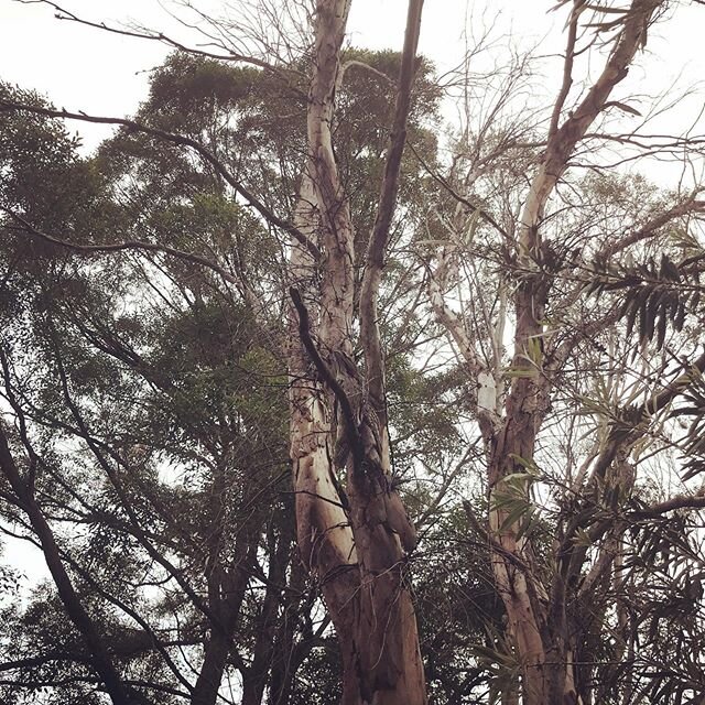 &ldquo;Shit photo of dead tree&rdquo;....keep looking 🦉🦉🧡🧡#mastersofdisguise #tawneyowl #sohardtopickafilter